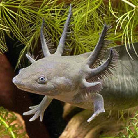 Water Dog Salamander, Water Dog Vs Axolotl Are These Salamanders Any ...