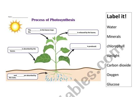 Photosynthesis - ESL worksheet by dding