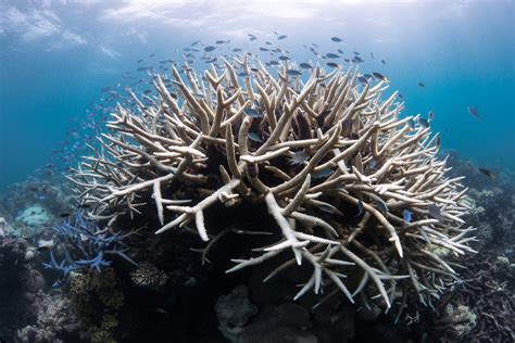 Coral bleaching on reef – PRINT Magazine