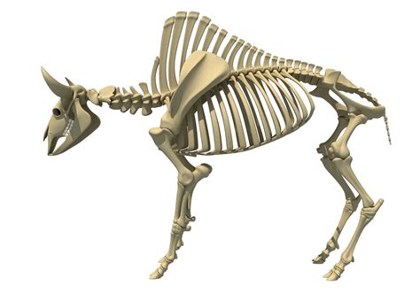 bison anatomy - Google-Suche | Skeleton, Bison, Animal skulls