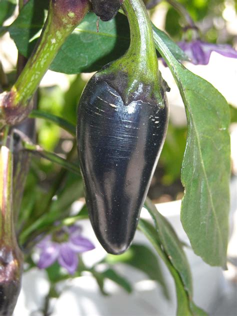 Growing Jalapenos 101: Pepper Basics | Grow Hot Peppers