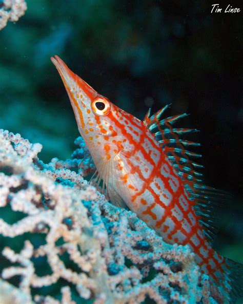 Long nose hawk fish. Indonesia | Underwater Photography | Pinterest | Fish tanks