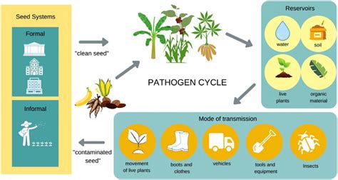 Schematic of pathogen transmission and cycle in terrestrial crops. | Download Scientific Diagram