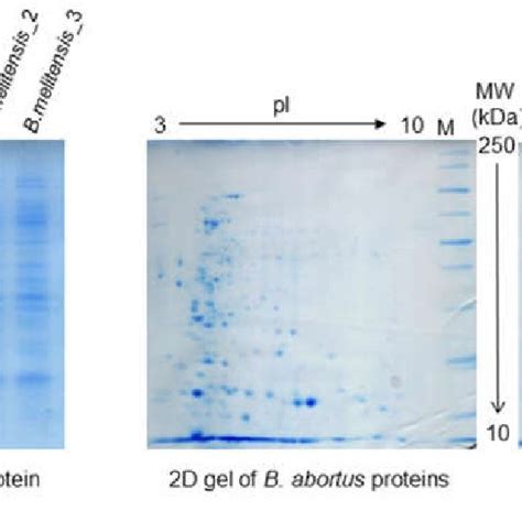 SDS-PAGE and two-dimensional gel electrophoresis (2DE)-stained gel with ...