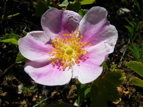 Wild Prairie Rose | Flickr - Photo Sharing!