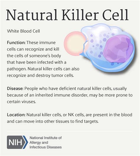 Natural Killer Cell Cells At Work