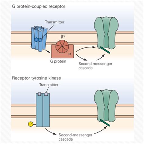 Ionotropic vs Metabotropic Receptors