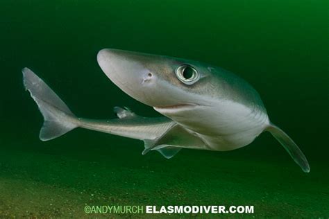 Spiny Dogfish Pictures