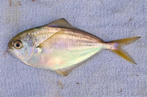 Pacific Butterfish - Pier Fishing in California