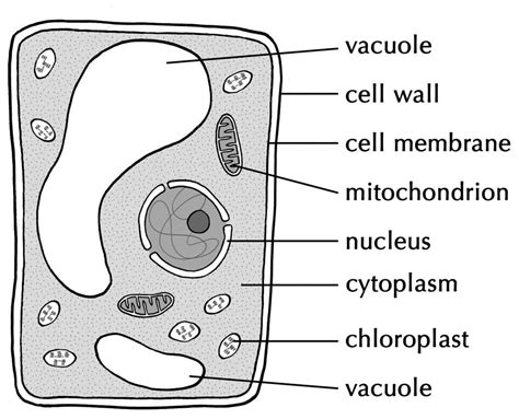 How To Draw A Plant Cell With Labels / Muppets Animal Drawing at ...