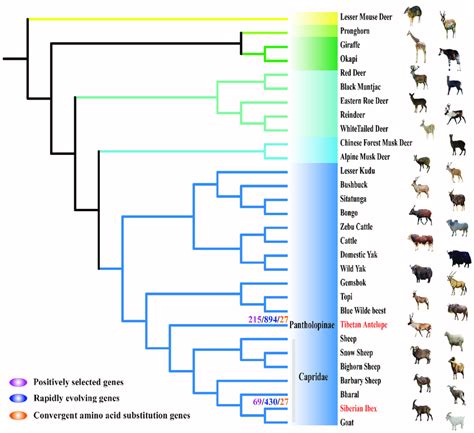 Species phylogenetic tree topology used for selection tests and ...