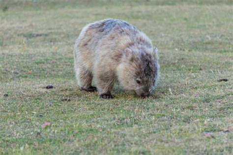 Best Places to See Wildlife in Tasmania