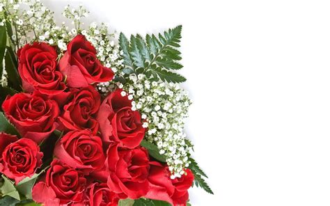 Hình nền : Hoa hồng, Gypsophila, hoa, nền trắng 2560x1600 - wallpaperUp - 1076527 - Hình nền đẹp ...