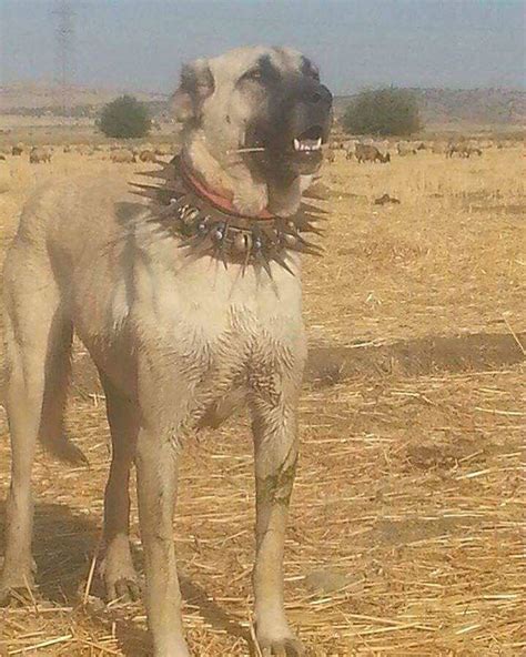 21 fascinating photos and stories | Kangal dog, Livestock guardian dog ...