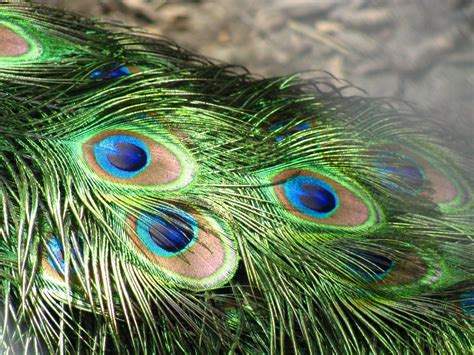 Wallpapers Of Peacock Feathers HD 2015 - Wallpaper Cave