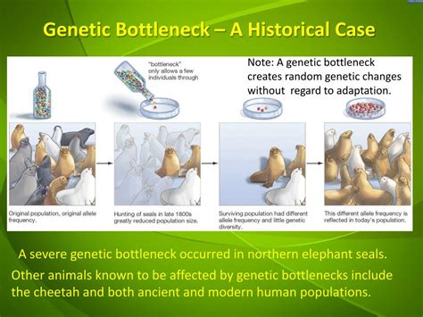 PPT - Genetic Drift, Bottleneck Effect and Founder Effect PowerPoint Presentation - ID:2807330