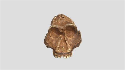 Paranthropus Skull