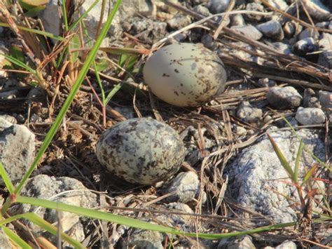 Common Nighthawk eggs 20120613 | A nighthawk flew up from th… | Flickr