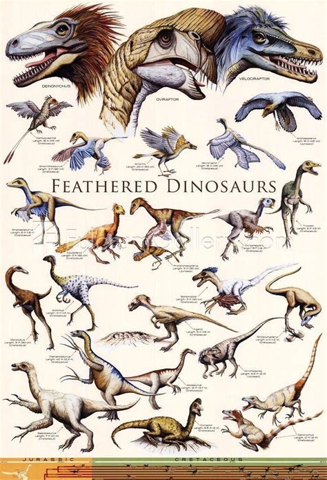 Feathered dinosaur ~ Detailed Information | Photos | Videos