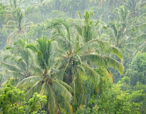 Rainforest Storm Stock Photos, Pictures & Royalty-Free Images - iStock