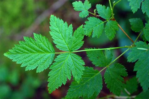 Salmonberry • Rubus spectabilis - Biodiversity of the Central Coast