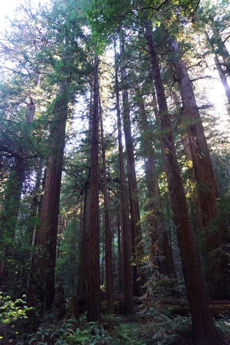 Walking Among Redwoods at Muir Woods National Monument • Nomad by Trade | Muir woods national ...