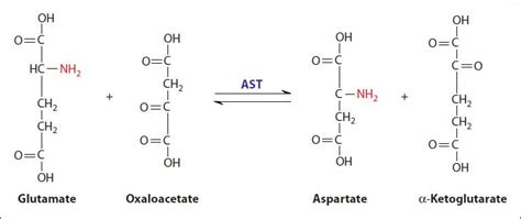 30 Nitrogen: Amino Acid Metabolism | Basicmedical Key