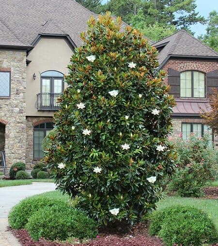 Magnolia 'Little Gem' 20" Pot - Hello Hello Plants & Garden Supplies