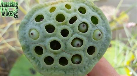 Trypophobia Test by Lotus Flower - YouTube