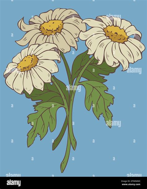 Vector illustration with bouquet of camomiles. Design for postcard Stock Vector Image & Art - Alamy
