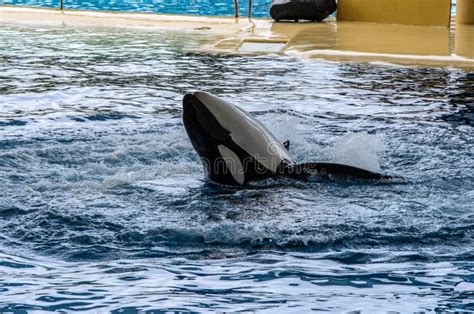 Orca Ocean Show at Loro Park, Puerto De La Cruz , Tenerife Editorial Stock Image - Image of ...