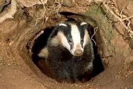 Fun Badger Facts for Kids