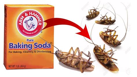 Kill Cockroaches Baking Soda – Pest Phobia
