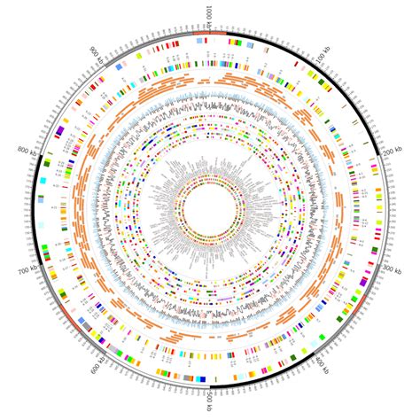 Circos Tutorials: Recipes - Microbial Genome // CIRCOS Circular Genome ...