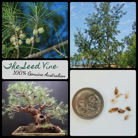 Casuarina equisetifolia - Australian Pine - The Seed Vine