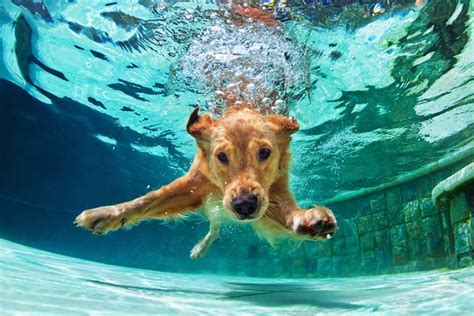 Droll Labrador Retriever Webbed Feet - l2sanpiero