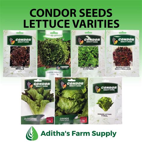 Condor Seeds: Lettuce Varieties (Romaine, Loose Leaf, Frillice, Iceberg ...