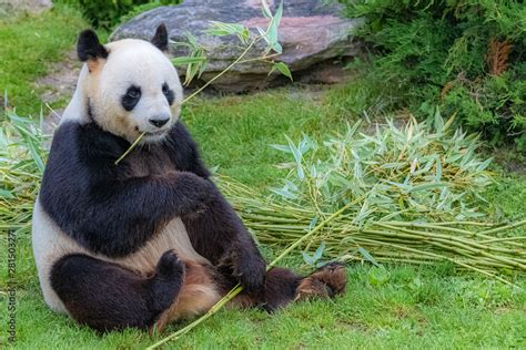 Giant panda, bear panda eating bamboo sitting in the grass Stock Photo ...