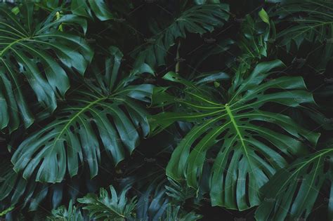 Lush Monster Jungle Leaves | Jungle flowers, Leaf photography, Jungle photography