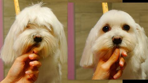 Easy Maltese Head Grooming | Dog grooming styles, Maltese dogs grooming ...