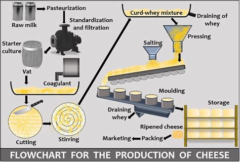 What is Cheese Production? Definition and Production Process - Biology ...