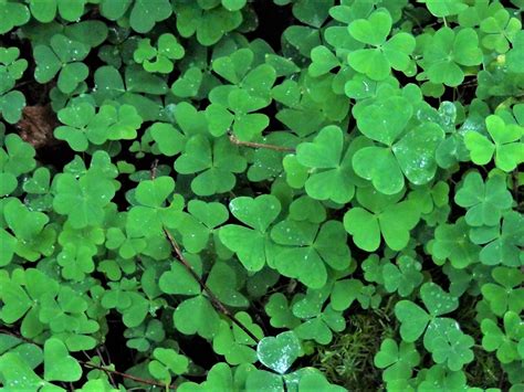 Clovers, Trefoil, Red Clover, Hares Tail Clover, Dutch Clover, Swedish Clover, Hop Trefoil ...