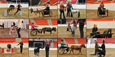 Canadian National Miniature Horse Show