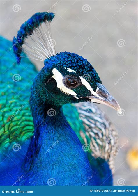 A Closeup Of A Peacock Head With Blue Feathers Against A Blurred ...