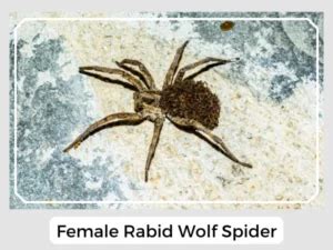 Rabid Wolf Spider (Rabidosa rabida): Facts, Identification, & Pictures