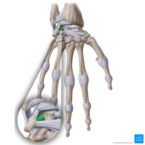 Intercarpal joints: Anatomy, ligaments, movements | Kenhub