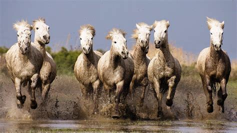 Running Seven Horses Wallpapers - Wallpaper Cave