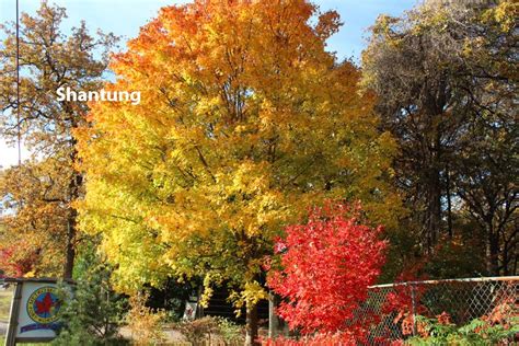 Growing Shantung Maples — Metro Maples | Trees for front yard, Backyard landscaping, Trees and ...