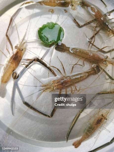 938 Prawn Farming Stock Photos, High-Res Pictures, and Images - Getty Images