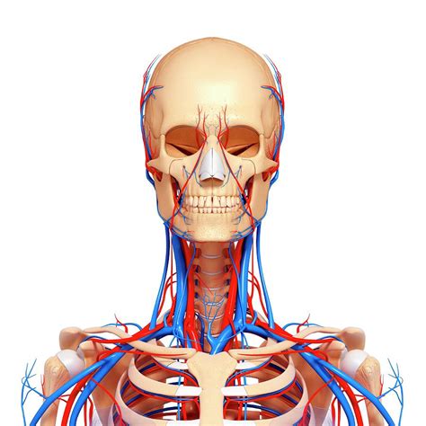 Upper Body Anatomy Diagram